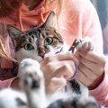 ちょっと気が重い『愛猫の爪切り』スムーズにすますための4つのポイン…