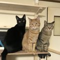 キャットウォークで運動会！！