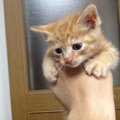 「猫ハウス」と呼ばれた我が家…保護猫に寄せる思いとは？