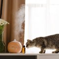 猫がいる家で『アロマ』が絶対NGな理由3つ　知っておくべき危険性と対処法…