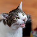 猫が『低い声』で鳴くときの心理4つ　感情のサインと飼い主がすべき対処法