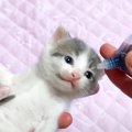 赤ちゃん猫に初めての『目薬』をさした結果…ずるい程に『可愛すぎる反応』…