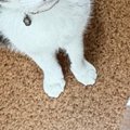 スティックタイプの明太子を手に持っていると、猫が…可愛すぎる『表情』に…