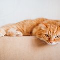 猫があなたのことを『睨みつけている』ときの理由3選　怒っているサインな…