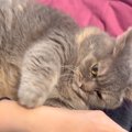 腕に抱きついて"むぎゅむぎゅ"するのが好きな猫→飼い主さんが離…