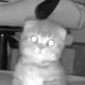お留守番をしていた子猫→『鍵の音』が聞こえた次の瞬間…カメラがとらえた…