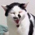 部屋の模様替えをしたら『文句が止まらなくなった猫』…想像以上の光景…