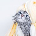 全身が接着剤まみれの子猫を保護　夫を亡くした女性と出会い、懸命な…