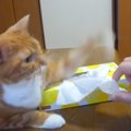 猫から『ティッシュ』を取ろうとした結果…なぜか守ろうとする行動が&q…