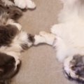 2匹の猫が『手を繋いでいる』と思ったら→『予想外の行動』をとり始め…