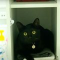 どこにいる？かくれんぼが上手な黒猫くんを探せ！