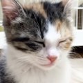 ウトウトと『寝落ちしそうになっていた子猫』→そばに先住猫がやって来…