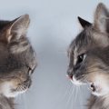 猫が大切にする『縄張り』ってどんなもの？7つの豆知識と注意点まで解…