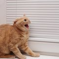 『パニックになっている猫』への間違った対応、3つのNG行為　我を忘れるき…