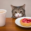 猫の飼い主を困らせる『わがままなお願い』3選！気を付けるべき飼い主…