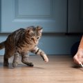 もっと愛猫と遊ぼう！猫が楽しくなっちゃう７つの遊び方