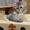 猫が執着しがちなもの５つ