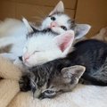 生後1週間で保護された『3匹の子猫』→家族に迎えられて3か月…幸せあふ…