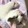娘の腕の中で完全にリラックスしていた子猫→となりでゴロンと横になって……