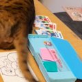 娘が『宿題』をしていると、机の上にやってきた猫…思わず笑ってしまう…