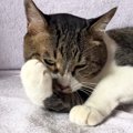 動物病院の保険証用に猫を撮りたい→『かわいい顔して』と頼んでみた結果……