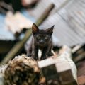 大地震の瓦礫下から129時間ぶりに救出された猫　悲しみを乗り越え、「命の…