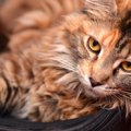 猫の毛並みについて解説！健康状態やふわふわにする方法