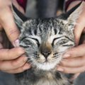 猫が『愛情不足』を感じている時の危険サイン５つ！嘔吐や皮膚炎の心…