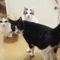 『途中で寄り道？』呼ばれたので大急ぎで駆けつける猫ちゃん