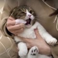 食事の後は歯磨き！頑張る猫ちゃんたち