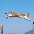 野良猫から人にうつる8つの感染症