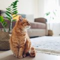 猫と暮らすなら『避けたほうがいい床』4つ　起こりやすいトラブルや安…