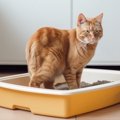 猫が飼い主に『見られたくない』こと3つ！気になる理由と目が合ったときの…