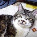 『ピピュってなんの音？』口笛に取り乱してしまった猫ちゃん