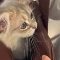 お姉ちゃんが学校に行こうとすると、バッグの中に…猫が見せた『尊い行動』…