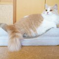 【獣医師監修】ラガマフィンの毛色の種類と特徴は？人気のカラーも紹介