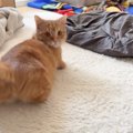 『失礼じゃない…？』近づいてきた飼い主の顔を見た猫→想定外すぎる"…