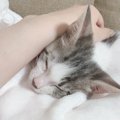 『甘えてくる猫』への理想的な対応5つ