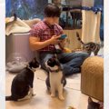 『青木マッチョ』が猫カフェでカリンバを演奏した結果…前にいた2匹がとっ…