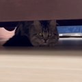 『雷の音』にビビった猫→『安全地帯』に避難して…5分後の『まさかの行…