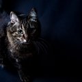 猫の気分が『コロコロ変わる』3つの理由　気まぐれな性格にも、ちゃんと猫…