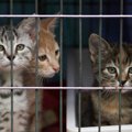 寒空の下、動物保護団体の施設前に捨てられた22匹の猫と老犬を救え　…