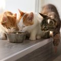 猫にとっての「ごちそう」とは？猫においしいと感じさせる要素4つ