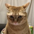 おとなしかった猫が突然激怒するその理由とは？