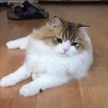 こんなところになぜ！？落とし物をした猫ちゃん