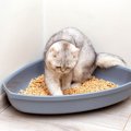 愛猫は今使っている『猫砂』に満足している？猫が気に入る猫砂選びの…