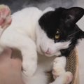 猫ワクチン接種は必要？　前回副反応が出た元保護猫ちゃん　悩む飼い…