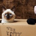 猫のいる部屋をより快適にカスタマイズ！愛猫のための『DIYアイデア』4選