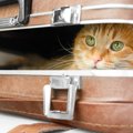 猫が引き起こした『嘘みたいなトラブル』4選　実際の事件から学べる対策方…