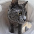猫が『トンネル』に夢中になる理由3つ　本能が関係している？選ぶときのポ…